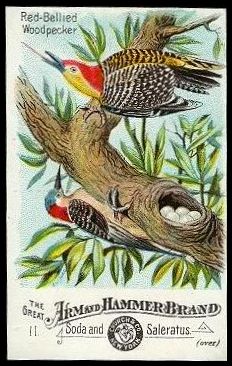 11 Red-Bellied Woodpecker